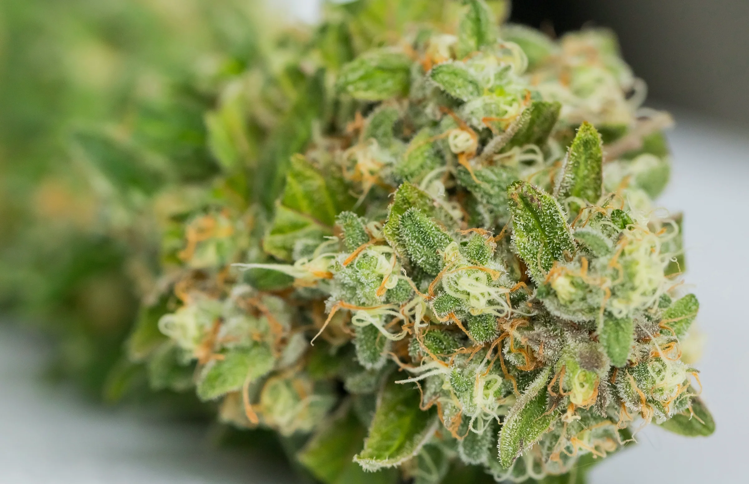 Premium UK CBD & Cannabis Alternatives